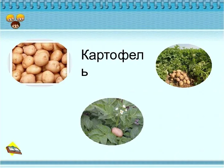 Картофель