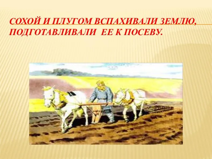 СОХОЙ И ПЛУГОМ ВСПАХИВАЛИ ЗЕМЛЮ, ПОДГОТАВЛИВАЛИ ЕЕ К ПОСЕВУ.