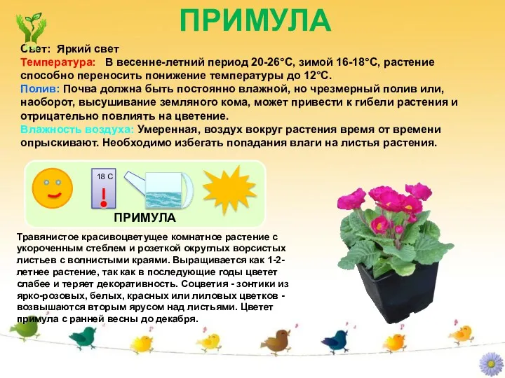 ПРИМУЛА Свет: Яркий свет Температура: В весенне-летний период 20-26°C, зимой 16-18°C, растение способно