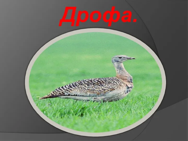 Дрофа.