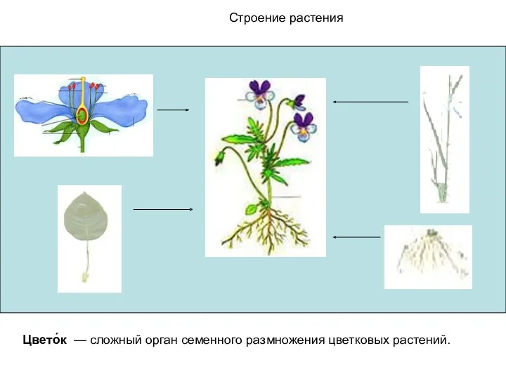 Строение растения Строение растения Цвето́к — сложный орган семенного размножения цветковых растений.