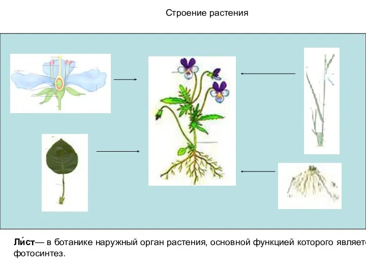 Строение растения Строение растения Ли́ст— в ботанике наружный орган растения, основной функцией которого является фотосинтез.