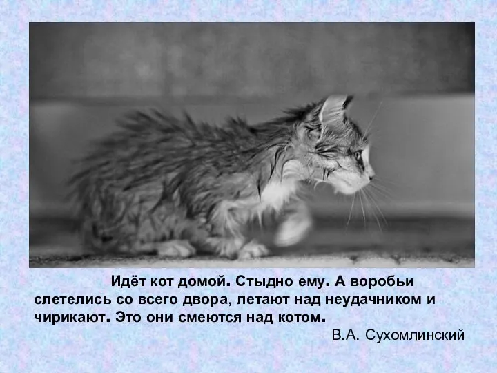 Идёт кот домой. Стыдно ему. А воробьи слетелись со всего двора, летают над