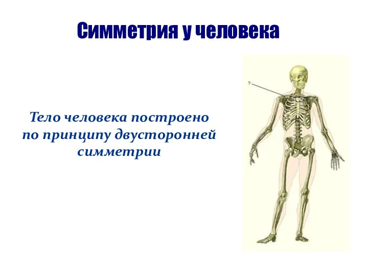 Симметрия у человека Тело человека построено по принципу двусторонней симметрии