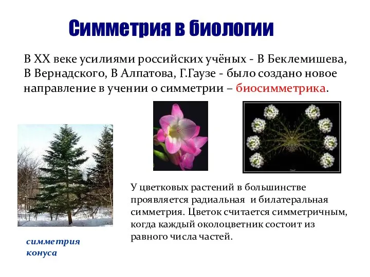 Симметрия в биологии В XX веке усилиями российских учёных -