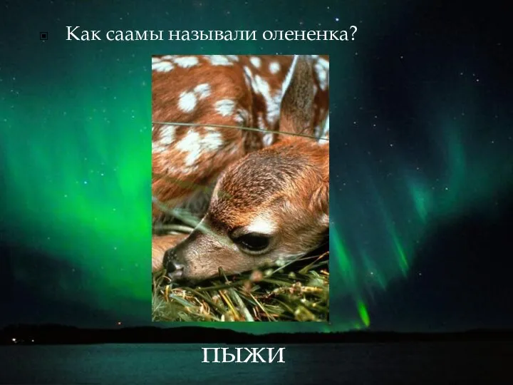 Как саамы называли олененка? пыжик