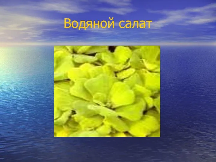 Водяной салат