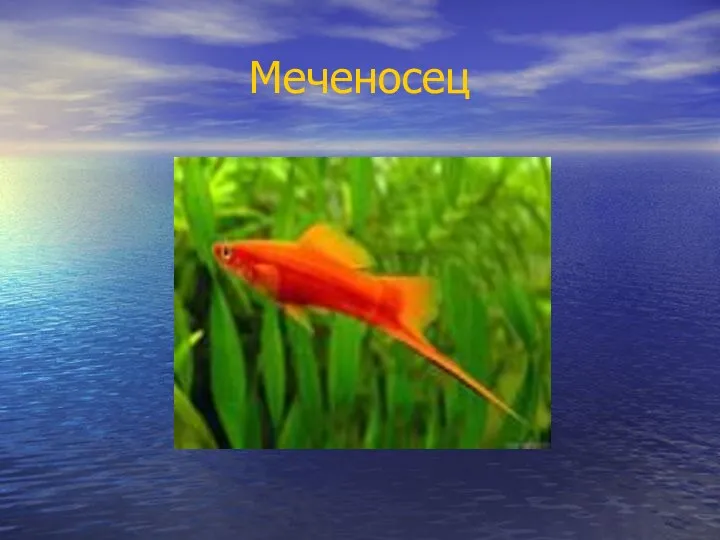 Меченосец