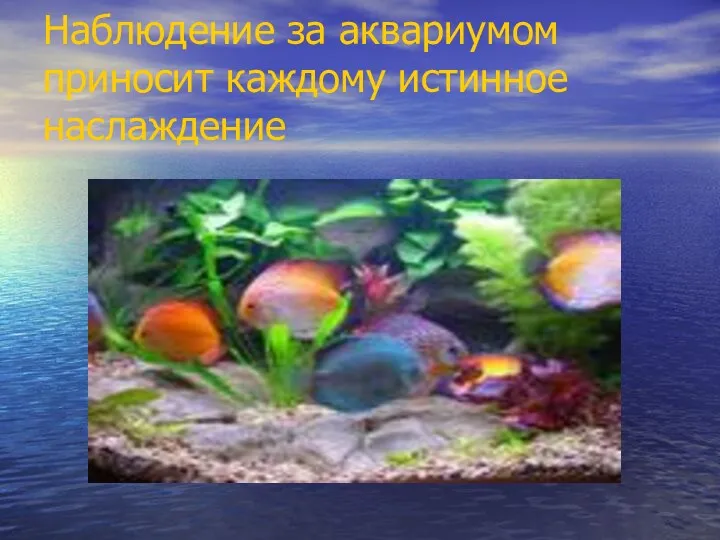 Наблюдение за аквариумом приносит каждому истинное наслаждение