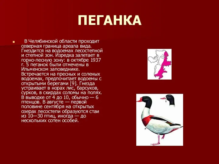 ПЕГАНКА В Челябинской области проходит северная граница ареала вида. Гнездится