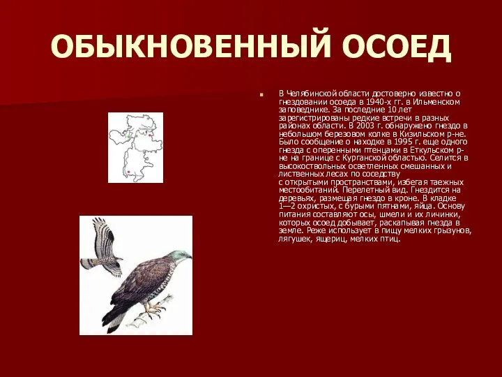 ОБЫКНОВЕННЫЙ ОСОЕД В Челябинской области достоверно известно о гнездовании осоеда