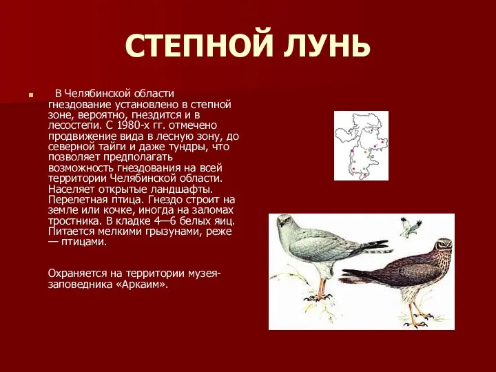СТЕПНОЙ ЛУНЬ В Челябинской области гнездование установлено в степной зоне,