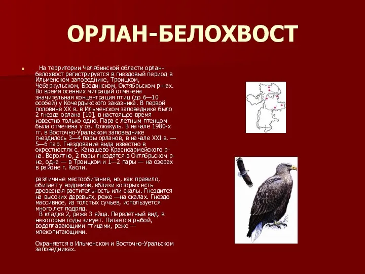 ОРЛАН-БЕЛОХВОСТ На территории Челябинской области орлан-белохвост регистрируется в гнездовый период