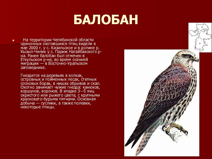 БАЛОБАН На территории Челябинской области одиночных охотившихся птиц видели в