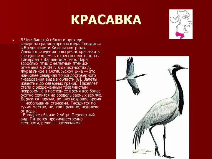 КРАСАВКА В Челябинской области проходит северная граница ареала вида. Гнездится