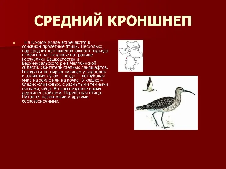 СРЕДНИЙ КРОНШНЕП На Южном Урале встречаются в основном пролетные птицы.