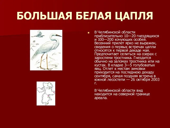 БОЛЬШАЯ БЕЛАЯ ЦАПЛЯ В Челябинской области приблизительно 10—20 гнездящихся и