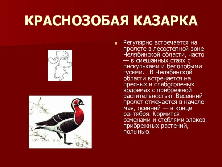 КРАСНОЗОБАЯ КАЗАРКА Регулярно встречается на пролете в лесостепной зоне Челябинской