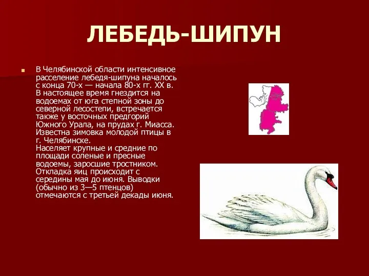 ЛЕБЕДЬ-ШИПУН В Челябинской области интенсивное расселение лебедя-шипуна началось с конца