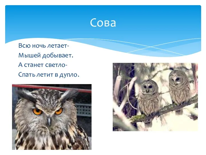 Всю ночь летает- Мышей добывает. А станет светло- Спать летит в дупло. Сова
