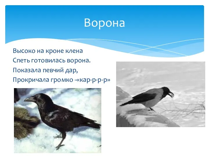 Высоко на кроне клена Спеть готовилась ворона. Показала певчий дар, Прокричала громко -«кар-р-р-р» Ворона