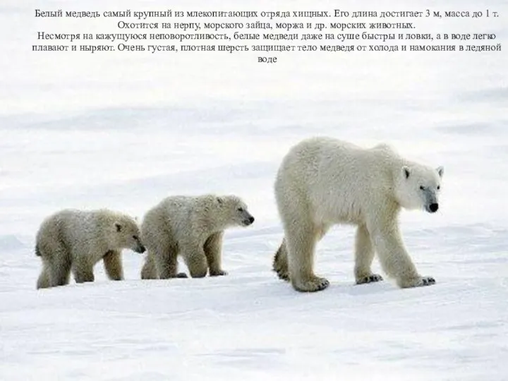 Белый медведь самый крупный из млекопитающих отряда хищных. Его длина