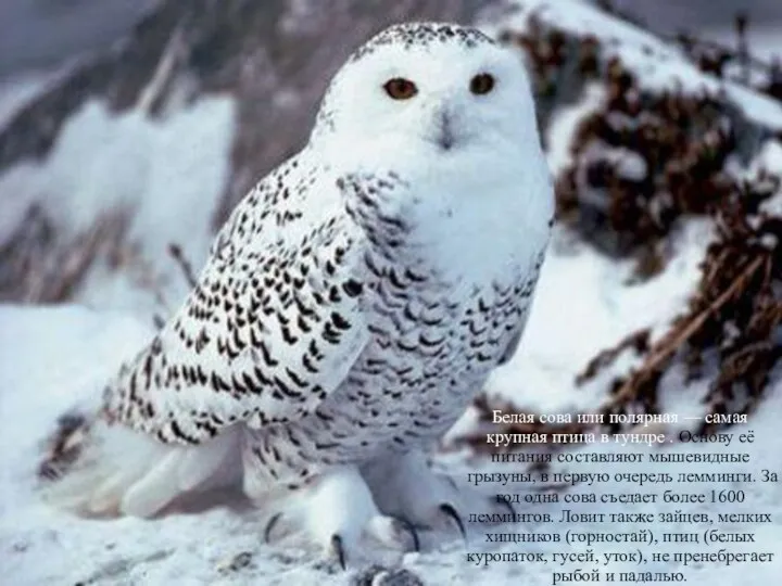 Полярная сова Белая сова или полярная — самая крупная птица