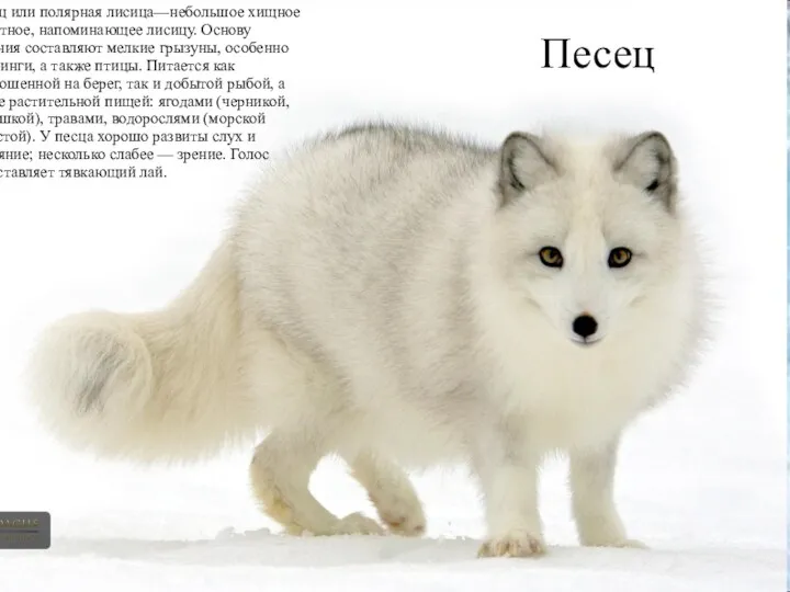 Песец Песе́ц или полярная лисица—небольшое хищное животное, напоминающее лисицу. Основу