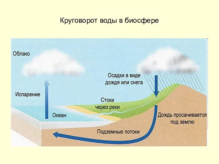 Круговорот воды в биосфере