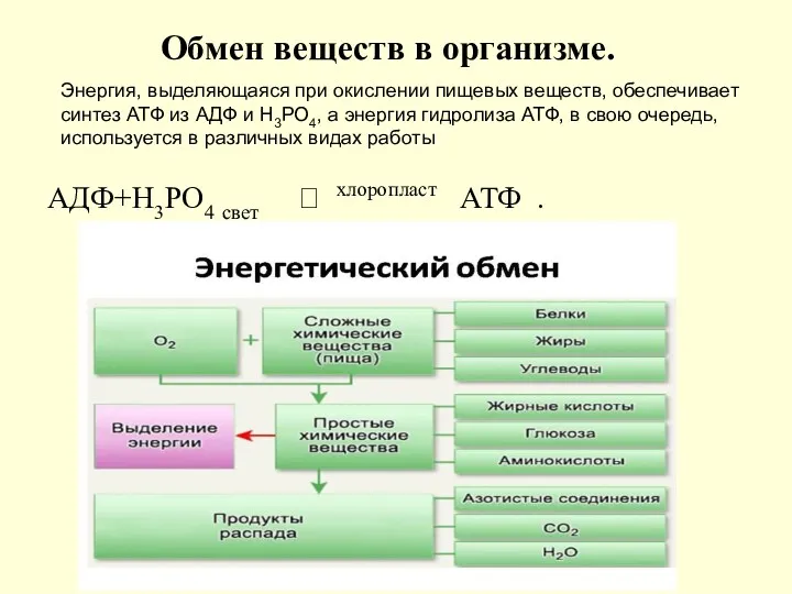 АДФ+Н3РО4 свет ⮀ хлоропласт АТФ . Обмен веществ в организме.