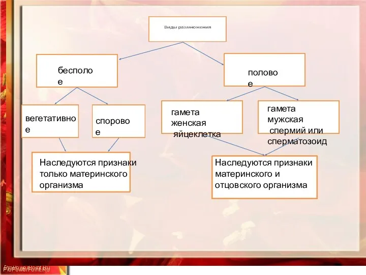 ProPowerPoint.Ru бесполое половое вегетативное споровое гамета женская яйцеклетка гамета мужская спермий или сперматозоид