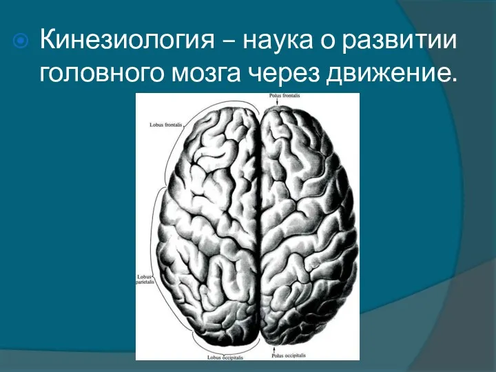 Кинезиология – наука о развитии головного мозга через движение.