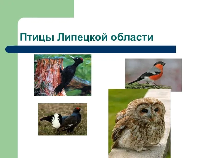 Птицы Липецкой области