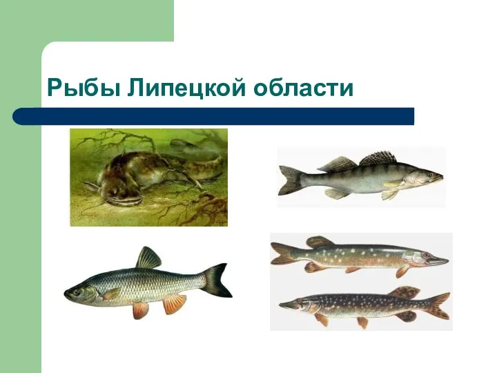 Рыбы Липецкой области