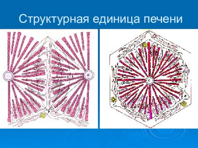 Структурная единица печени