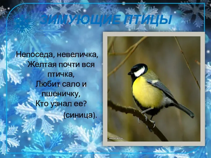 ЗИМУЮЩИЕ ПТИЦЫ Непоседа, невеличка, Желтая почти вся птичка, Любит сало и пшеничку, Кто узнал ее? (синица).