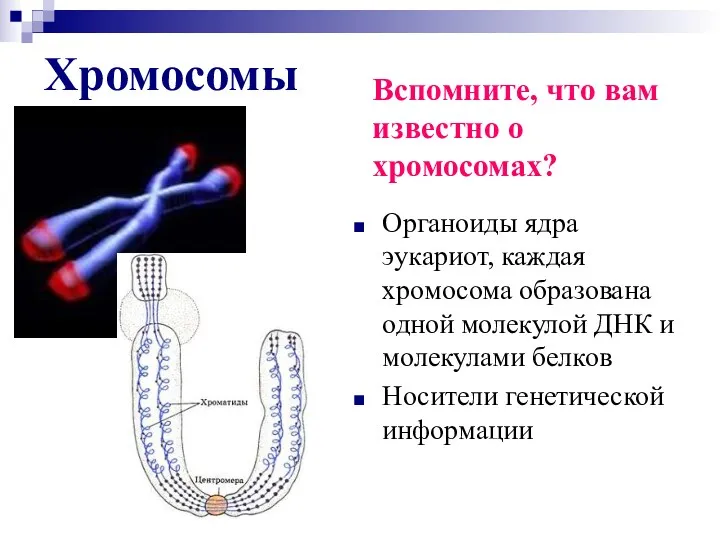 Хромосомы Органоиды ядра эукариот, каждая хромосома образована одной молекулой ДНК и молекулами белков