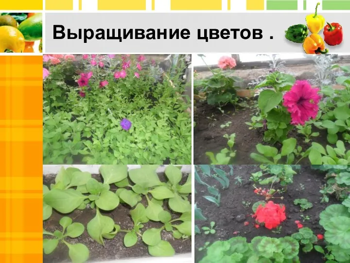 Выращивание цветов . Click to add Text Click to add