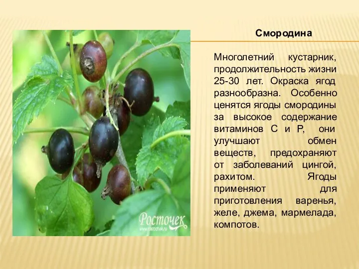 Смородина Многолетний кустарник, продолжительность жизни 25-30 лет. Окраска ягод разнообразна. Особенно ценятся ягоды