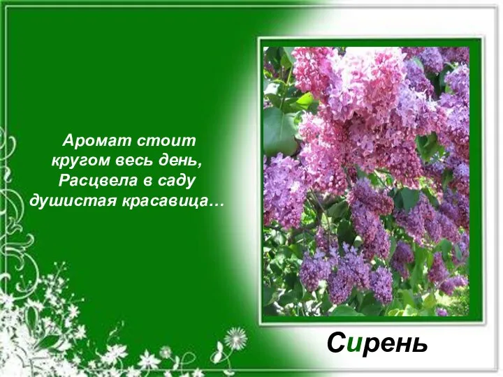 Аромат стоит кругом весь день, Расцвела в саду душистая красавица… Сирень