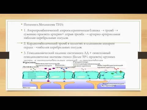 Патогенез.Механизмы ТИА: 1. Атеротромботический атеросклеротическая бляшка → тромб → сужению просвета артерии+ отрыв