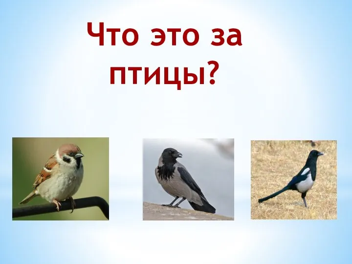 Что это за птицы?