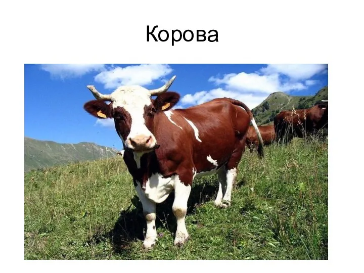 Корова