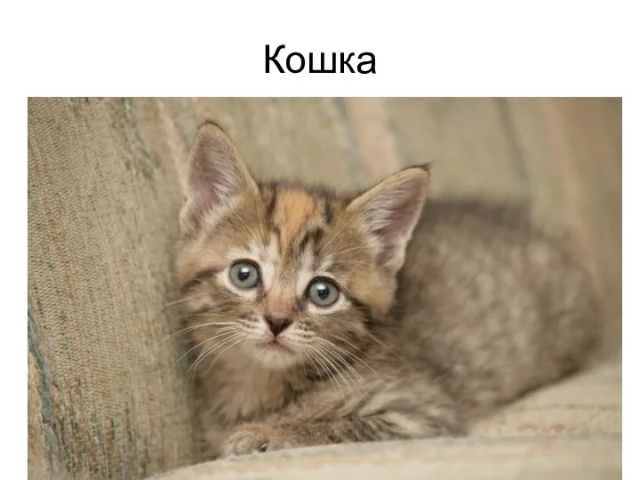 Кошка