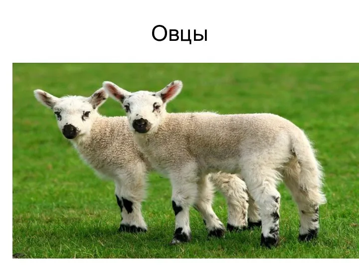 Овцы