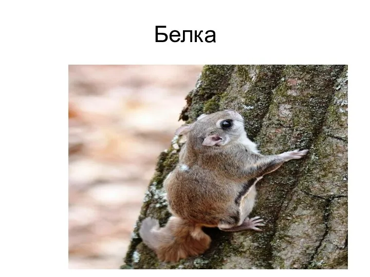 Белка