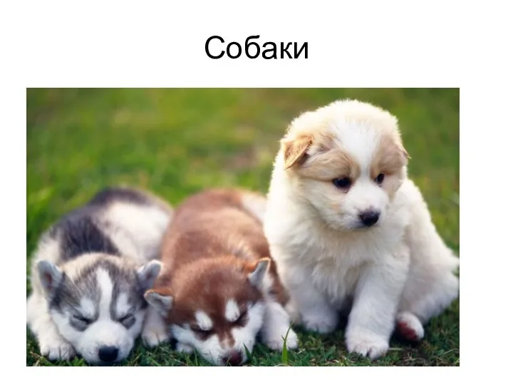 Собаки