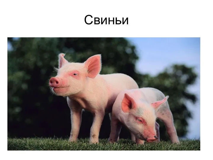 Свиньи