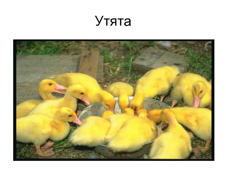 Утята