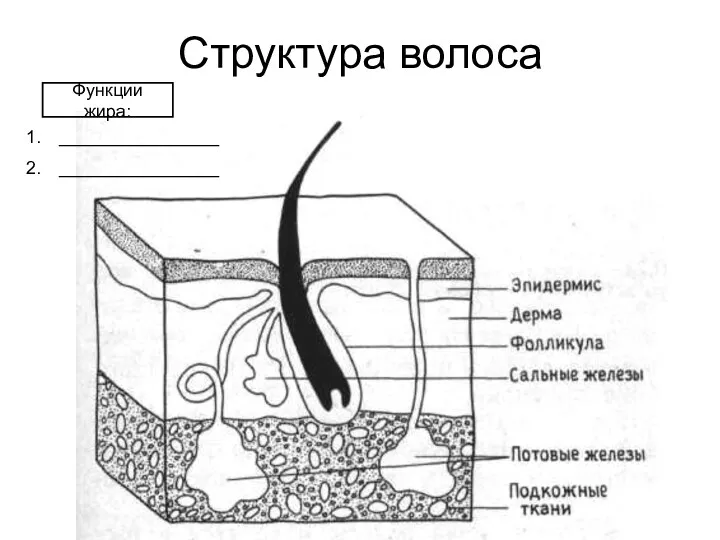 Структура волоса Функции жира: ________________ ________________